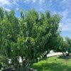Гостиница База Отдыха Персиковый Остров, фото 7