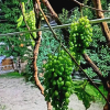 Гостевой дом Colibri Traditional Guest House, фото 2