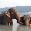 Отель Кемпинг Tigertops Elephant Camp, фото 12