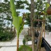 Мини-отель Aqua Palm Resort, фото 12