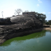 Отель Topan Yala – Luxury Tented Safari, фото 42