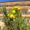 Курортный Отель GardenBerry Hotel, фото 18
