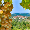 Хостел Panorama Portorož, фото 13