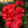 https://cdn.worldota.net/t/100x100/hotel_review/05/cc/05ccc12808af130f14cfe5b163c7a9693c47b978.JPEG