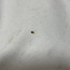 https://cdn.worldota.net/t/{size}/hotel_review/09/ea/09eac532eff4a7e9a59d5b4c0cccd5431e39596c.JPEG