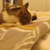 https://cdn.worldota.net/t/{size}/hotel_review/0e/00/0e00cdacabfa4942cfb30d83048a83fd98cceca1.JPEG