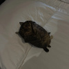 https://cdn.worldota.net/t/100x100/hotel_review/0e/0a/0e0ab3a588fc201ab06ef5a5c7d834f9a77ff320.JPEG