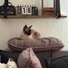 https://cdn.worldota.net/t/100x100/hotel_review/33/9c/339ce54217f8f3d7b2683a0a00ebb985ea3e57cd.JPEG