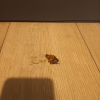 https://cdn.worldota.net/t/100x100/hotel_review/3b/03/3b03c20e87ddfd9df5620a78bb836b9be10a49b5.JPEG