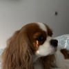 https://cdn.worldota.net/t/100x100/hotel_review/58/9b/589bba2a834633ce3f8cc76f16bad6ccea9c07c2.JPEG