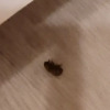 https://cdn.worldota.net/t/100x100/hotel_review/6c/6c/6c6ce62831e2b6b71095803d3df3fd54dbf8bb86.JPEG