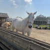 https://cdn.worldota.net/t/100x100/hotel_review/84/50/8450a5b28b3346c94a6bb1e28aa40340caffdba5.JPEG