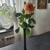 https://cdn.worldota.net/t/100x100/hotel_review/92/e6/92e66996e12b699c5023a481162af5c6b38e06e9.JPEG
