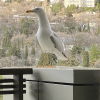 https://cdn.worldota.net/t/100x100/hotel_review/b7/e5/b7e5b6f263ac1c72342c3d505795b45edb0a10b2.JPEG