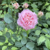 https://cdn.worldota.net/t/100x100/hotel_review/b9/c9/b9c994bcb03d798bad3dbf3df7c1a62039a5800c.JPEG