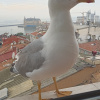 https://cdn.worldota.net/t/100x100/hotel_review/bf/d7/bfd75fa5ce372e0868db535f45533a72417ebf22.JPEG