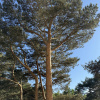 https://cdn.worldota.net/t/100x100/hotel_review/ce/fe/cefe4112439bf651b6f492469cb2b3e30479d29a.JPEG