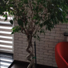 https://cdn.worldota.net/t/100x100/hotel_review/dc/35/dc35c9be0eeb1734314671d643d377c37d641aad.JPEG