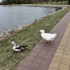 https://cdn.worldota.net/t/100x100/hotel_review/dc/87/dc87918a064582706bc76bbf3ceb2be98e4d6997.JPEG
