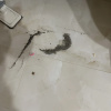 https://cdn.worldota.net/t/100x100/hotel_review/f0/6f/f06f8b1983f692e40daad91e16dbc5b75323c315.JPEG