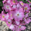 https://cdn.worldota.net/t/100x100/hotel_review/f1/59/f1592562f1a80d0d885e9e1adaafed6811b4faa6.JPEG