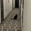 https://cdn.worldota.net/t/{size}/hotel_review/f1/81/f1818b786f267dd02b503cd71b207ccb88a40263.JPEG