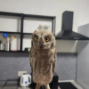 https://cdn.worldota.net/t/{size}/hotel_review/fa/f1/faf174096f323bca226e18ab440f36b5b080ef1f.JPEG