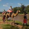 Отель Samburu Serena Safari Lodge, фото 29