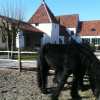 Отель B&B Spaniënhof, фото 12