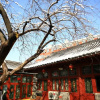 Отель Flowering House Courtyard Hotel, фото 1