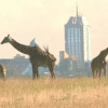 Отель Nairobi Tented Camp, фото 7