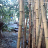 Отель Bamboo Beach House, фото 33