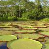 Отель Amazon Reise Eco-Lodge, фото 9