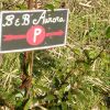 Отель Affittacamere Aurora, фото 11