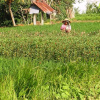 Отель Kirana Homestay, фото 11