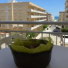 Отель Playa Daimúz, фото 11