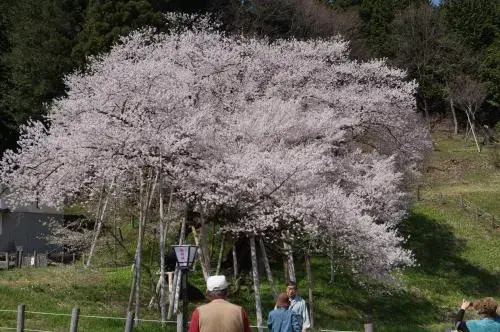 image url