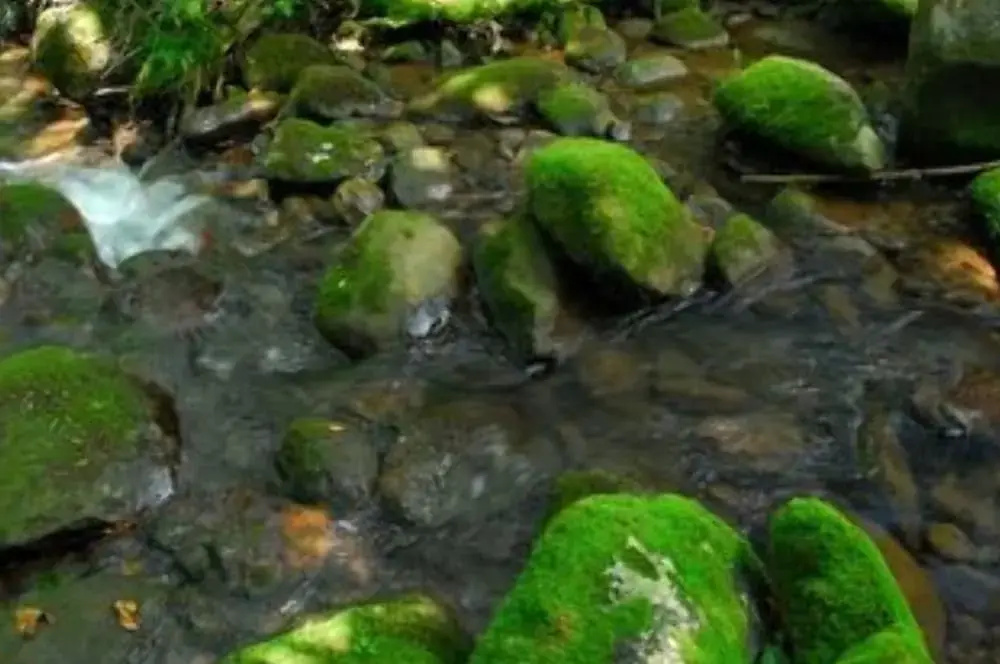 Creek Fever Creek Views