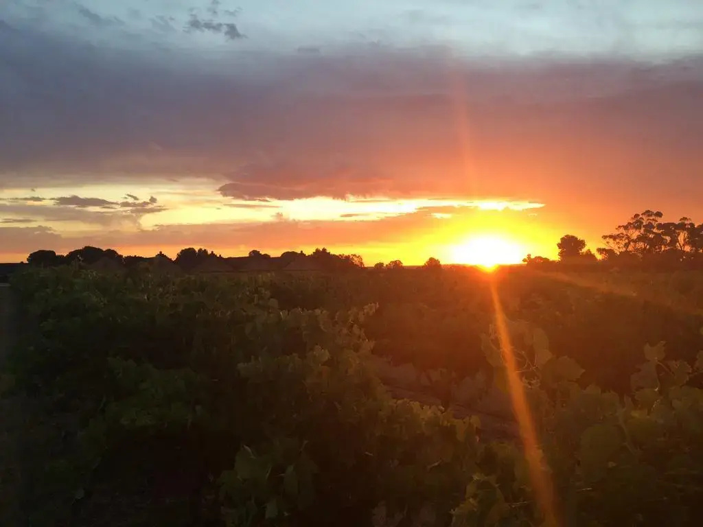 Barossa Vineyard Guesthouse - Général