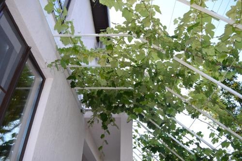 Country House Albatros — 3