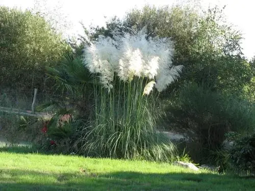 image url