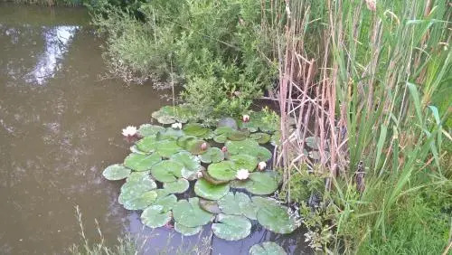 Nyírfás Camping - фото 6