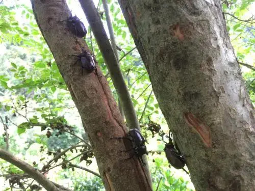Phoenix beetle ecology homestay