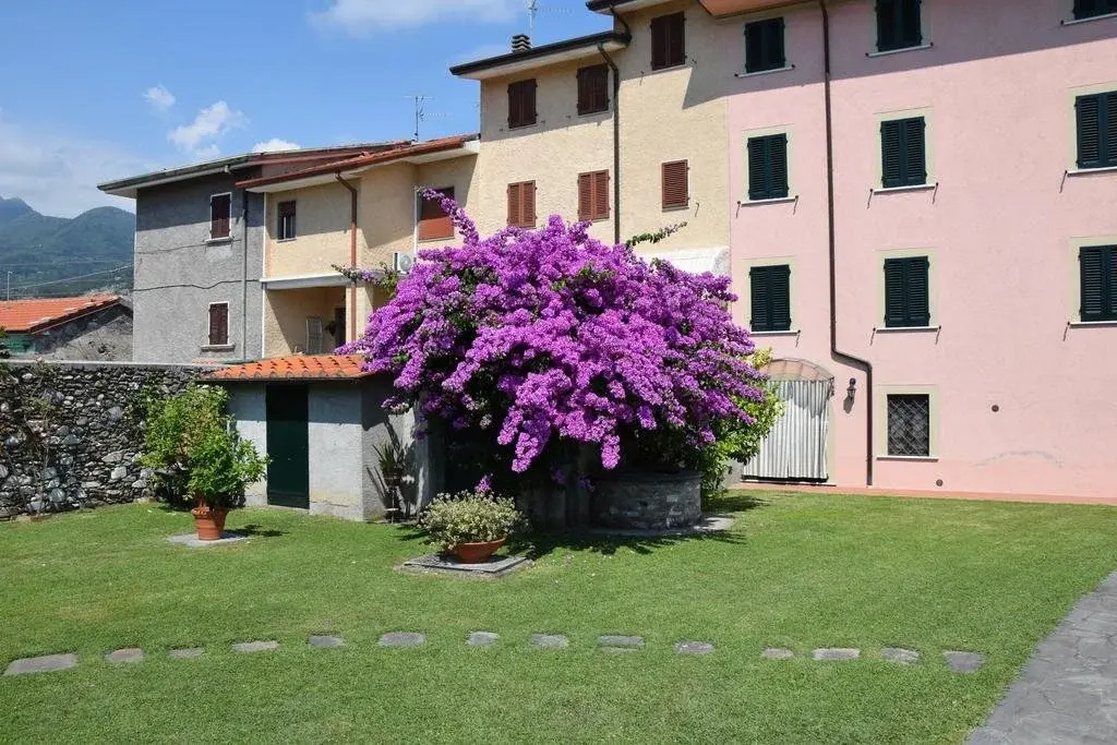 Bouganville