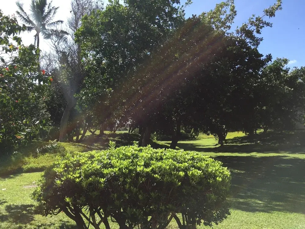Primrose Turtle Bay - 1 Br Condo