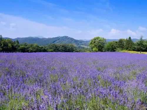Menard Aoyama Resort: Wafukan Utatsukasa - Général