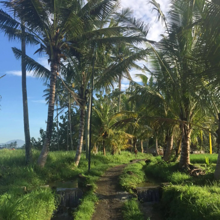 Bisma Cottages Ubud