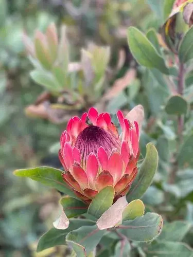 Protea Hill - фото 13