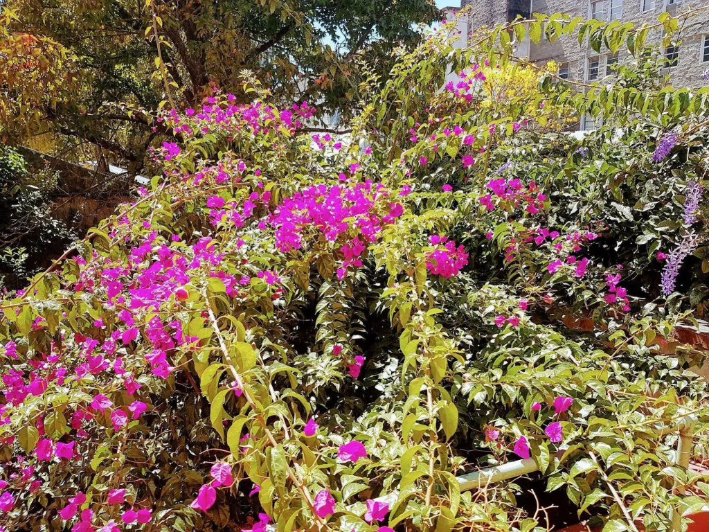Casa Carmel Bed and Breakfast