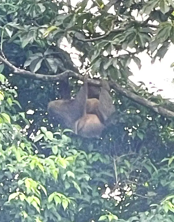 The Mango Tree Villas and Spa - фото 18